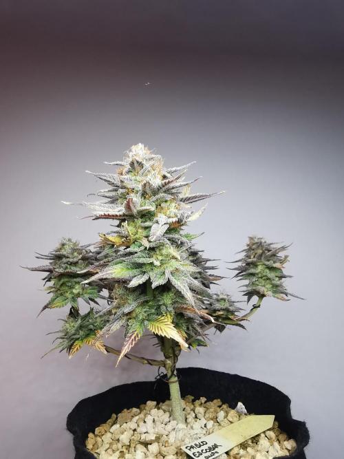 Pablo Escobar auto / FC-E4800 /90x60x140. Week 11