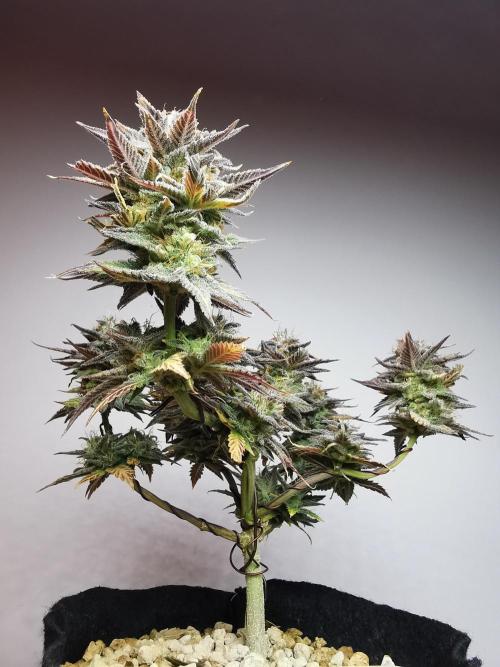 Pablo Escobar auto / FC-E4800 /90x60x140. Week 11