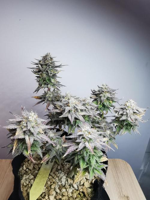 Pablo Escobar auto / FC-E4800 /90x60x140. Week 11