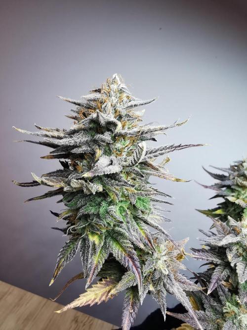 Pablo Escobar auto / FC-E4800 /90x60x140. Week 11