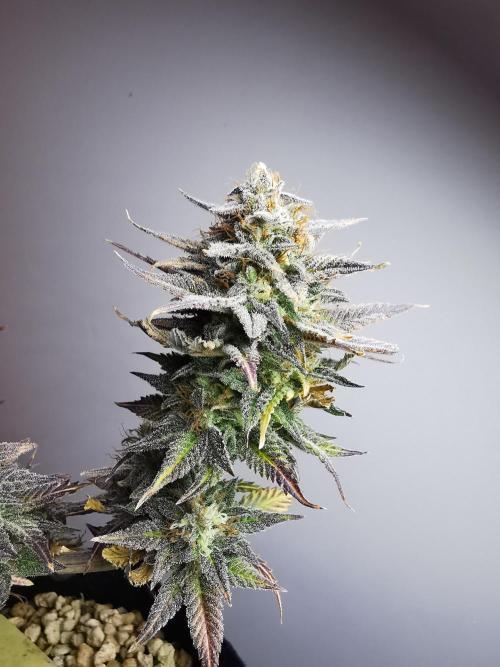 Pablo Escobar auto / FC-E4800 /90x60x140. Week 11