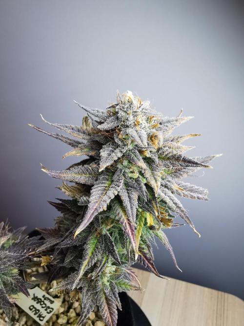 Pablo Escobar auto / FC-E4800 /90x60x140. Week 11