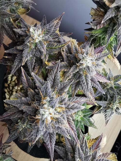 Pablo Escobar auto / FC-E4800 /90x60x140. Week 11