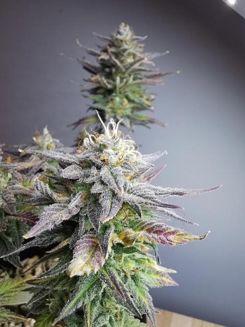Pablo Escobar auto / FC-E4800 /90x60x140. Week 11