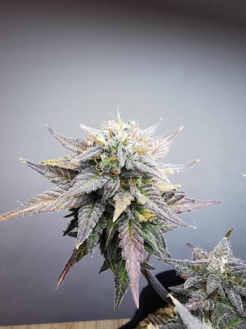 Pablo Escobar auto / FC-E4800 /90x60x140. Week 11