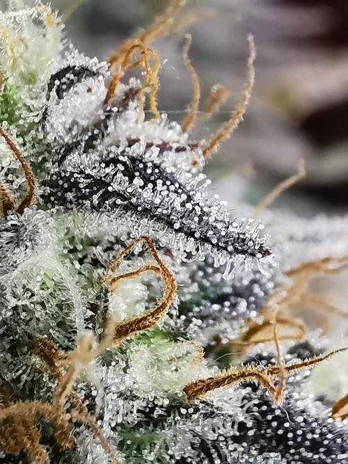 Pablo Escobar auto / FC-E4800 /90x60x140. Week 11