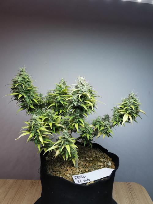 Devil XL auto / FC-E4800 / 90x60x140. Week 11
