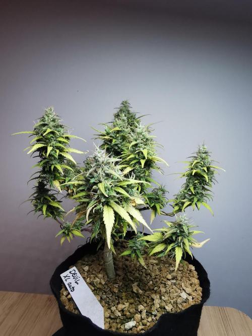 Devil XL auto / FC-E4800 / 90x60x140. Week 11