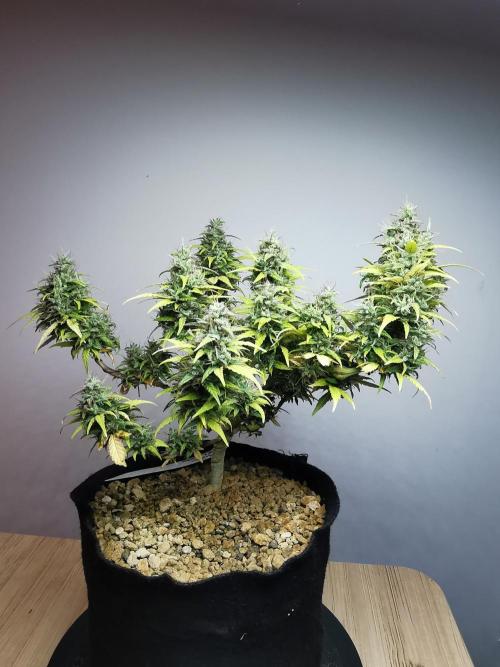 Devil XL auto / FC-E4800 / 90x60x140. Week 11