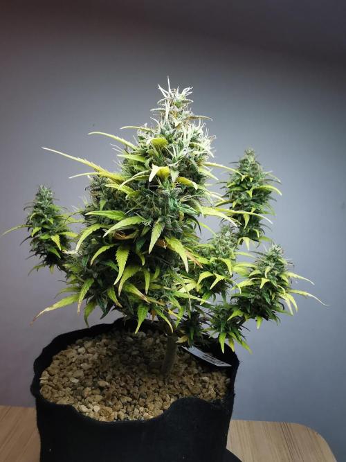 Devil XL auto / FC-E4800 / 90x60x140. Week 11