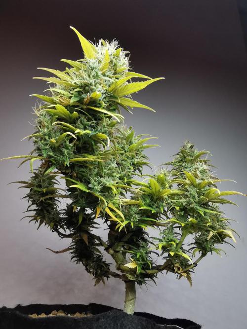 Devil XL auto / FC-E4800 / 90x60x140. Week 11