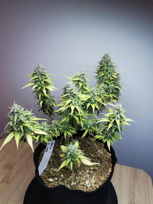 Devil XL auto / FC-E4800 / 90x60x140. Week 11