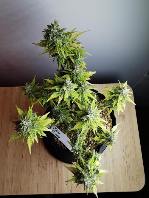 Devil XL auto / FC-E4800 / 90x60x140. Week 11