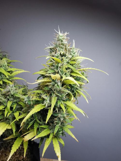 Devil XL auto / FC-E4800 / 90x60x140. Week 11