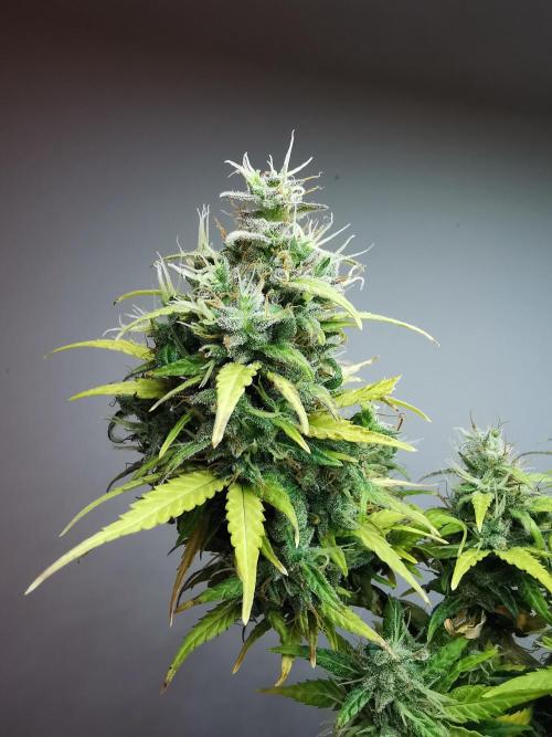 Devil XL auto / FC-E4800 / 90x60x140. Week 11