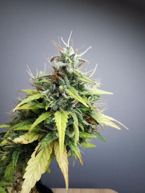 Devil XL auto / FC-E4800 / 90x60x140. Week 11