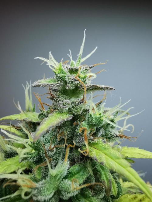 Devil XL auto / FC-E4800 / 90x60x140. Week 11