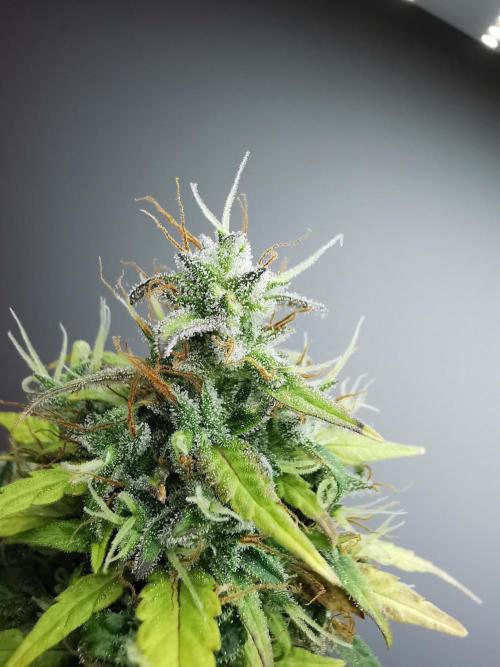 Devil XL auto / FC-E4800 / 90x60x140. Week 11