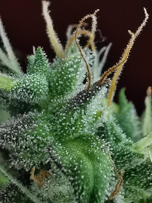 Devil XL auto / FC-E4800 / 90x60x140. Week 11
