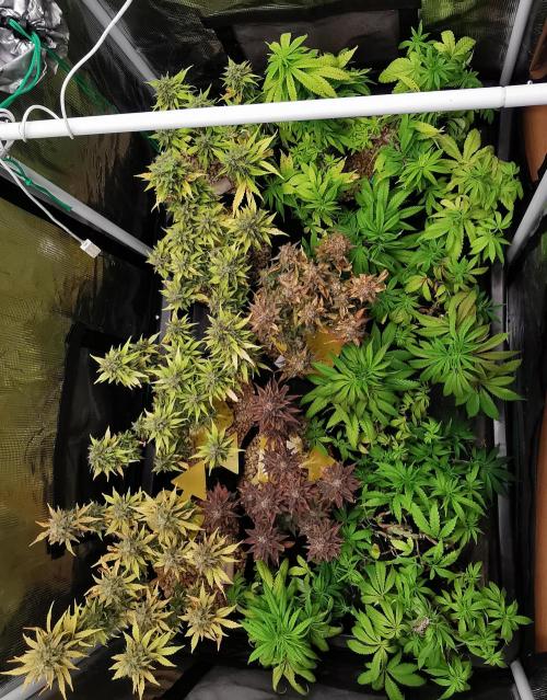 Devil XL auto / FC-E4800 / 90x60x140. Week 11