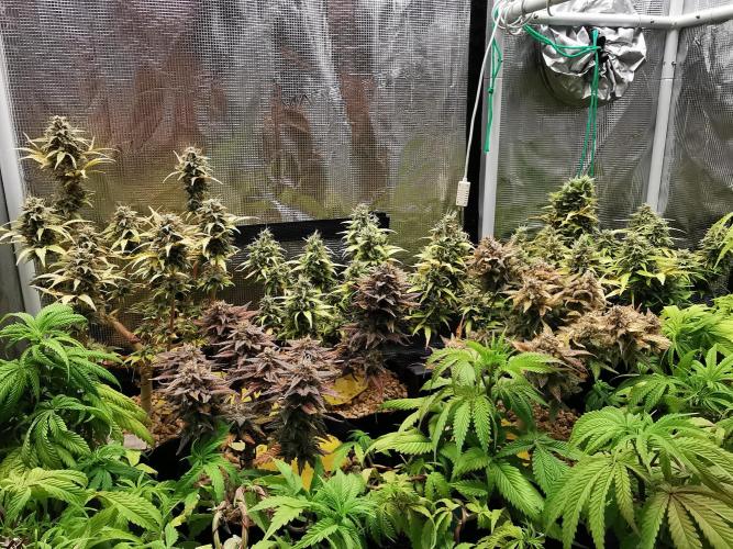Devil XL auto / FC-E4800 / 90x60x140. Week 11