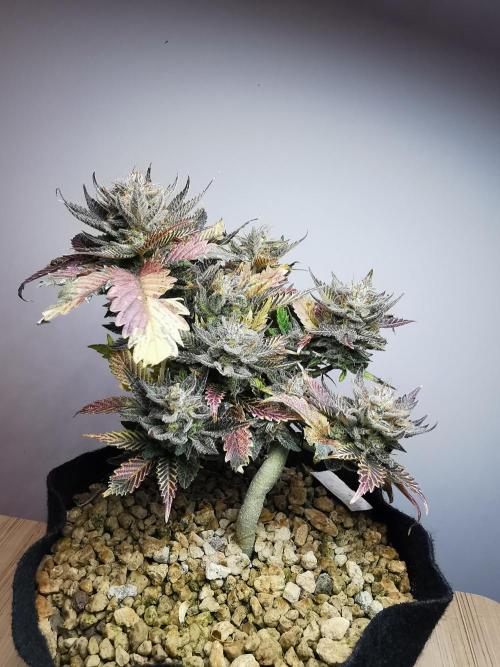 Moon Rock auto / 90x60x140 / FC-E4800. Week 11