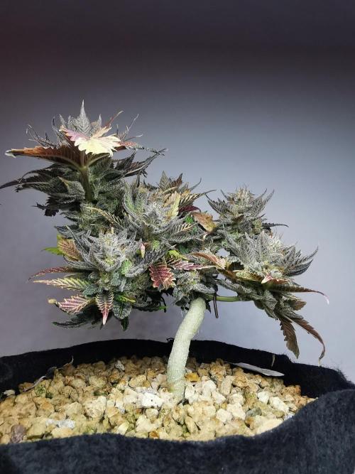 Moon Rock auto / 90x60x140 / FC-E4800. Week 11