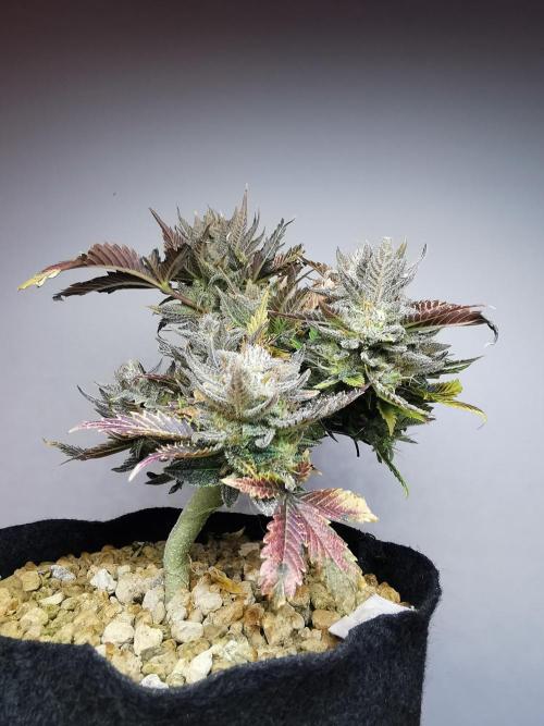 Moon Rock auto / 90x60x140 / FC-E4800. Week 11