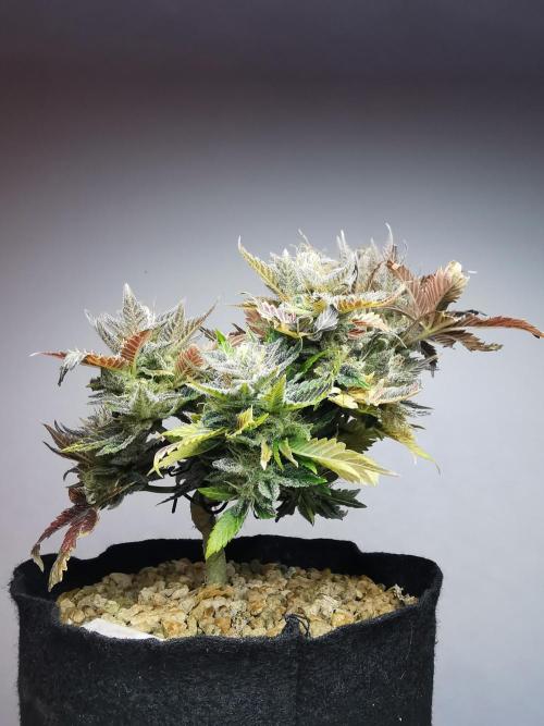 Moon Rock auto / 90x60x140 / FC-E4800. Week 11