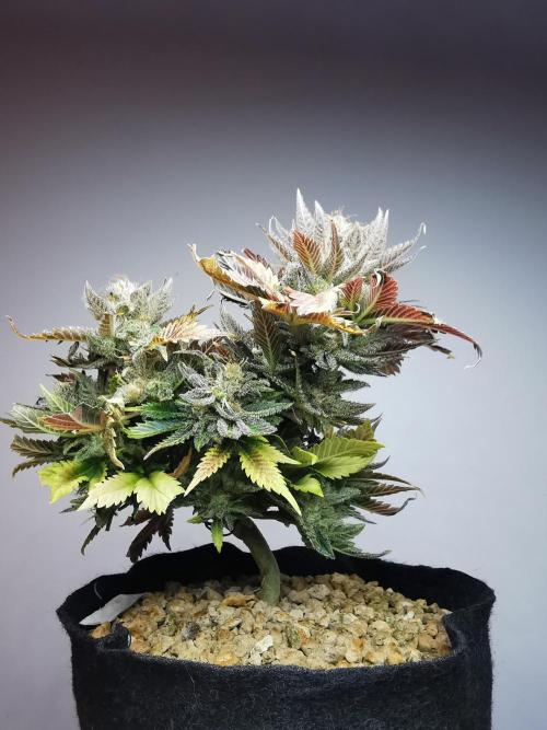 Moon Rock auto / 90x60x140 / FC-E4800. Week 11