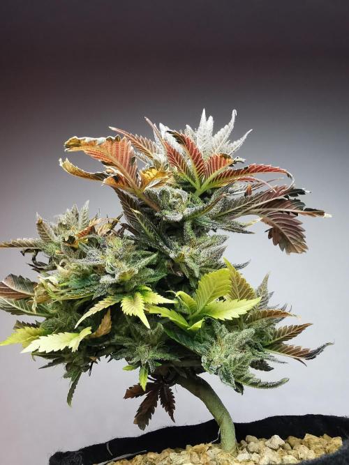 Moon Rock auto / 90x60x140 / FC-E4800. Week 11
