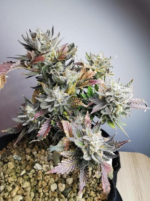 Moon Rock auto / 90x60x140 / FC-E4800. Week 11