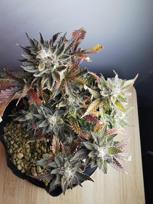 Moon Rock auto / 90x60x140 / FC-E4800. Week 11