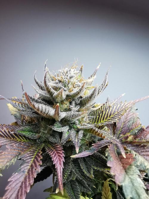 Moon Rock auto / 90x60x140 / FC-E4800. Week 11