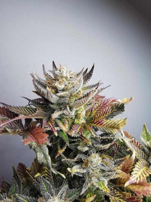 Moon Rock auto / 90x60x140 / FC-E4800. Week 11