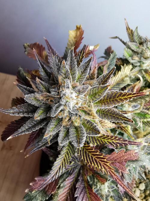 Moon Rock auto / 90x60x140 / FC-E4800. Week 11