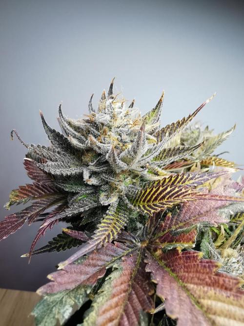 Moon Rock auto / 90x60x140 / FC-E4800. Week 11