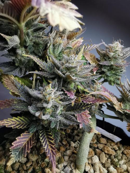 Moon Rock auto / 90x60x140 / FC-E4800. Week 11