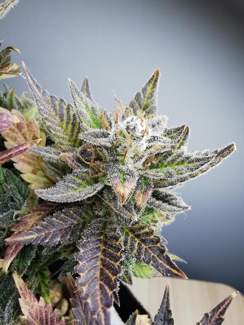 Moon Rock auto / 90x60x140 / FC-E4800. Week 11