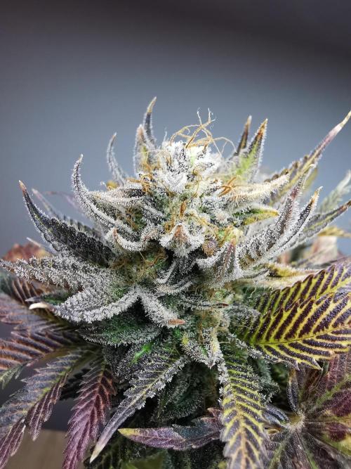 Moon Rock auto / 90x60x140 / FC-E4800. Week 11