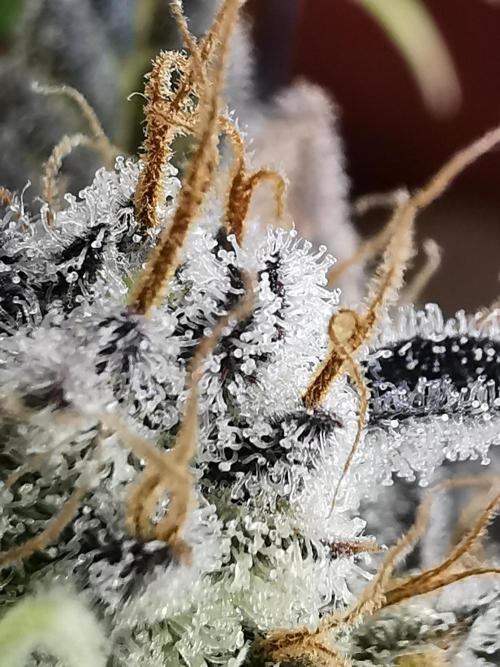 Moon Rock auto / 90x60x140 / FC-E4800. Week 11