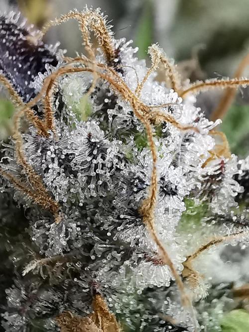 Moon Rock auto / 90x60x140 / FC-E4800. Week 11