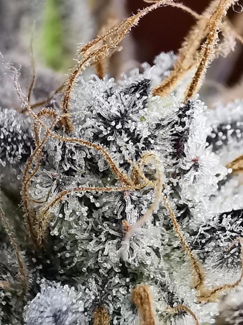 Moon Rock auto / 90x60x140 / FC-E4800. Week 11