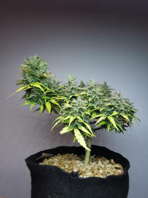 Northern Light auto/ FC-E4800/ 90x60x140. Week 11