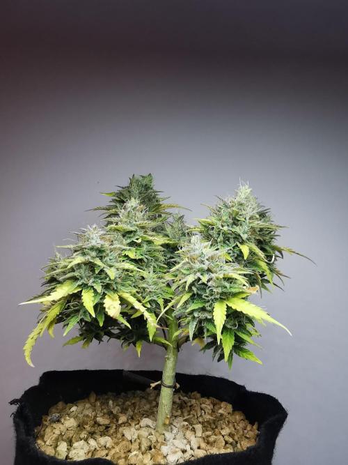 Northern Light auto/ FC-E4800/ 90x60x140. Week 11