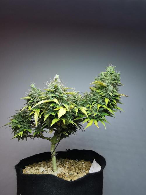 Northern Light auto/ FC-E4800/ 90x60x140. Week 11