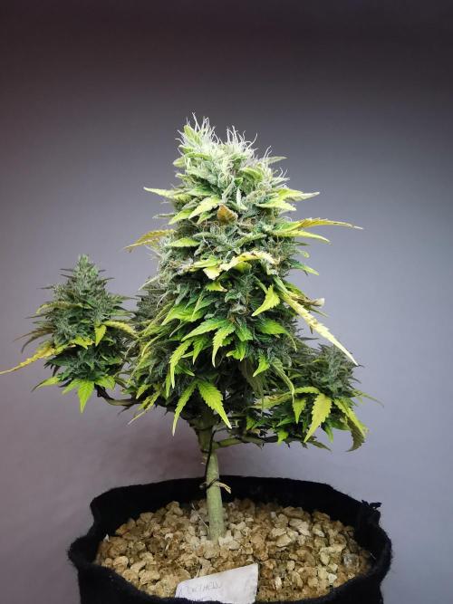 Northern Light auto/ FC-E4800/ 90x60x140. Week 11