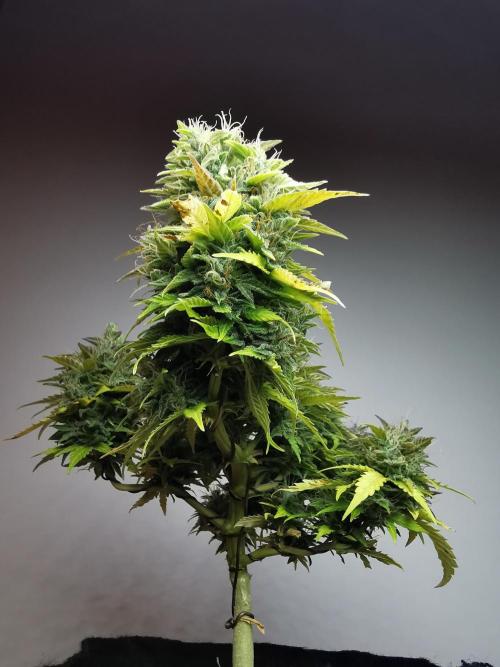 Northern Light auto/ FC-E4800/ 90x60x140. Week 11