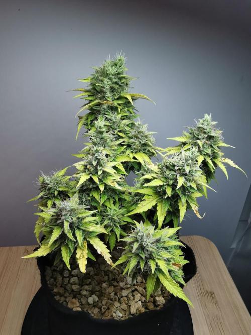 Northern Light auto/ FC-E4800/ 90x60x140. Week 11