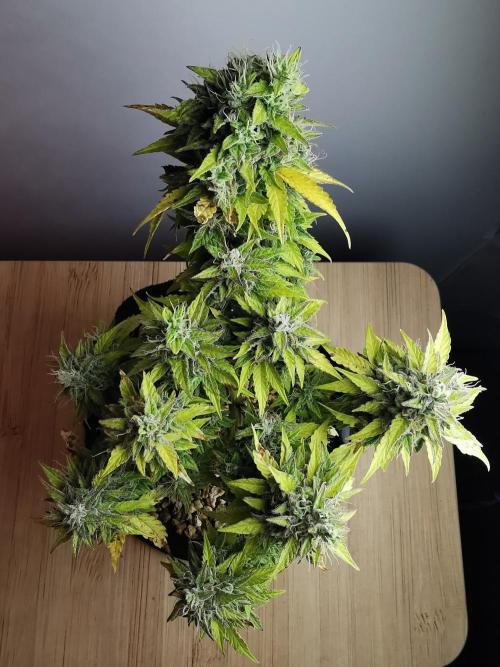 Northern Light auto/ FC-E4800/ 90x60x140. Week 11